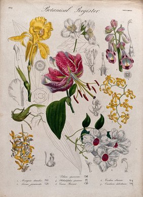 Seven plants, including two orchids and a lily: flowering stems. Coloured etching, c. 1837.