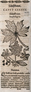 A larkspur (Consolida species) (?): flowering plant, leaf and floral segments. Woodcut.