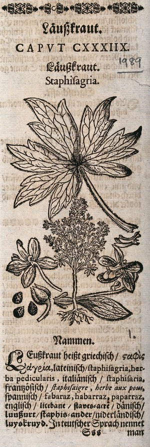 view A larkspur (Consolida species) (?): flowering plant, leaf and floral segments. Woodcut.