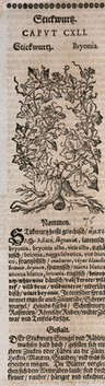 White bryony (Bryonia dioica): flowering plant. Woodcut.