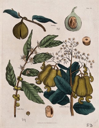 A coffee tree (Coffea species), nutmeg plant (Myristica fragrans) and cashew nut tree (Anacardium occidentale): flowers and fruit. Coloured engraving, c. 1827.