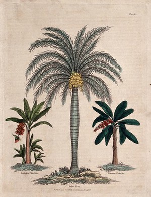 view Two banana plants (Musa species) and a date palm tree. Coloured engraving, c. 1827.