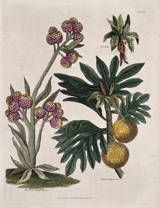 A cudweed plant (Gnaphalium species), mandrake plant (Mandragora officinarum) and breadfruit tree (Artocarpus atilis). Coloured engraving, c. 1827.