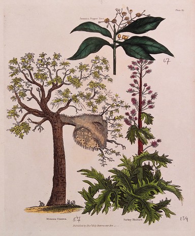 A galled tree (Mimosa cinerea), a Jamaica pepper tree (Pimenta dioica) and a Turkey rhubarb plant (Rheum palmatum). Coloured engraving, c. 1827.