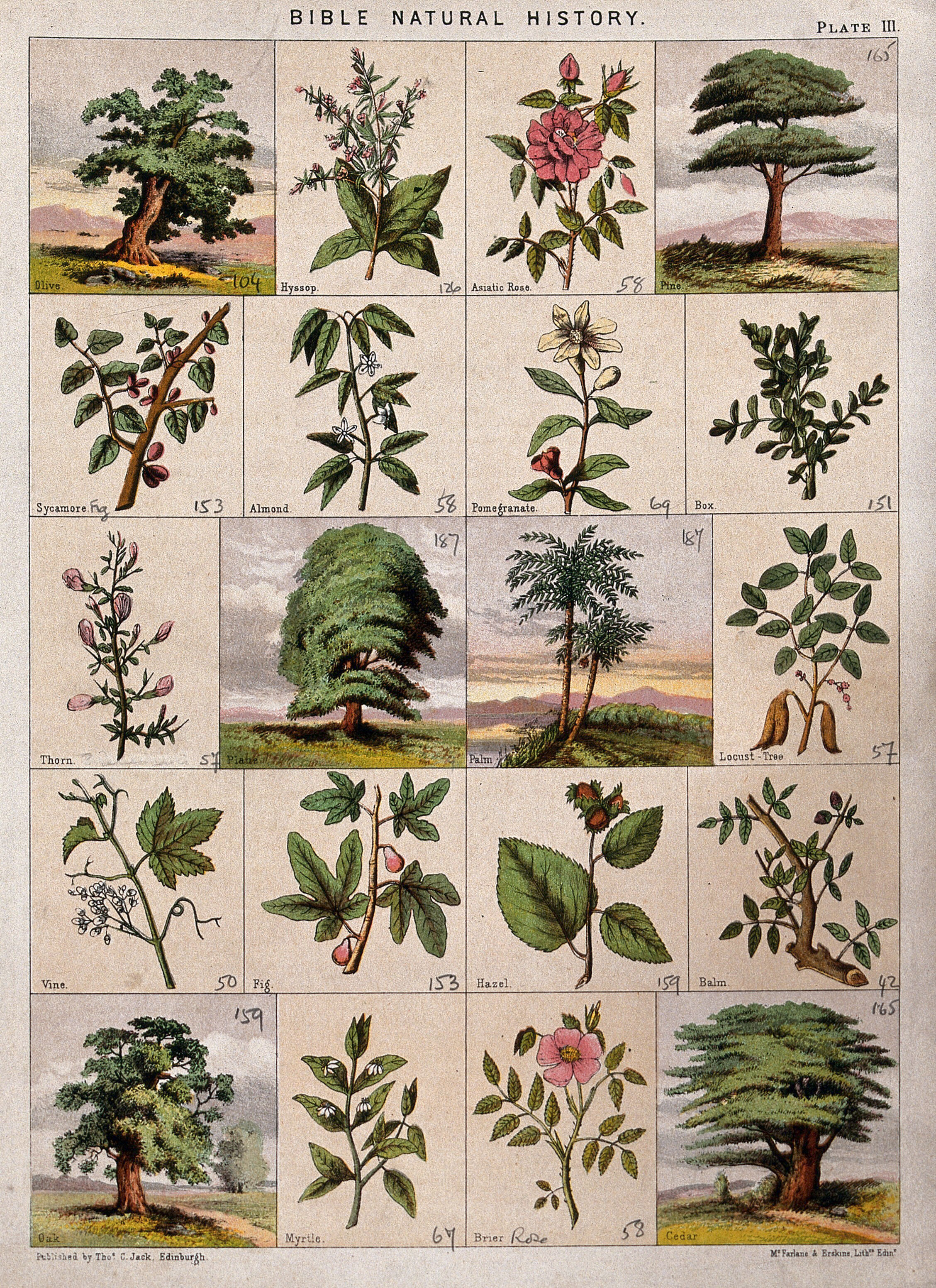 Twenty trees, herbs and shrubs of the bible. Chromolithograph, c. 1850