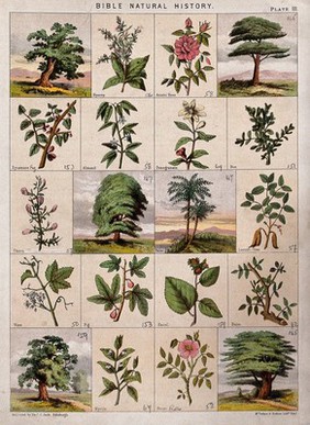 Twenty trees, herbs and shrubs of the bible. Chromolithograph, c. 1850.