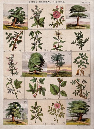 view Twenty trees, herbs and shrubs of the bible. Chromolithograph, c. 1850.