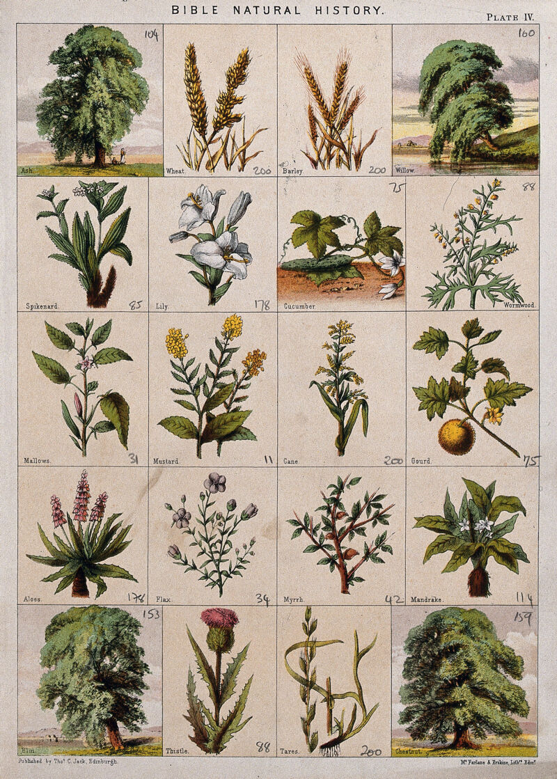 twenty-trees-herbs-and-shrubs-of-the-bible-chromolithograph-c-1850