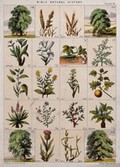 view Twenty trees, herbs and shrubs of the bible. Chromolithograph, c. 1850.