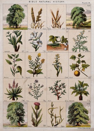 Twenty trees, herbs and shrubs of the bible. Chromolithograph, c. 1850.