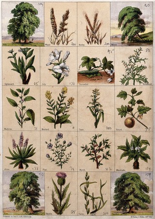 Twenty trees, herbs and shrubs of the bible. Chromolithograph, c. 1850.