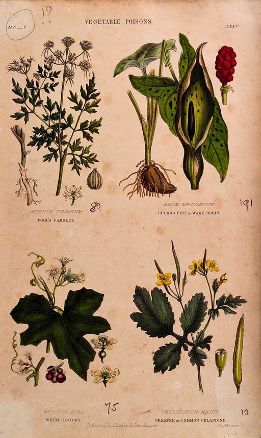 Four poisonous plants: fool's parsley (Aethusa cynapium), cuckoo pint (Arum maculatum), white bryony (Bryonia dioica) and greater celandine (Chelidonium majus). Coloured reproduction of a wood engraving by J. Johnstone.