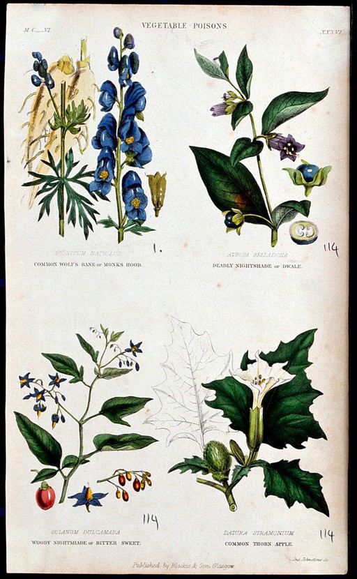 Four poisonous plants: monk's hood (Aconitum napellus), deadly nightshade (Atropa belladonna), woody nightshade (Solanum dulcamara) and thorn-apple (Datura stramonium). Coloured reproduction of a wood engraving by J. Johnstone.