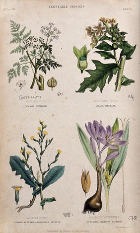 Four poisonous plants: hemlock (Conium maculatum), henbane (Hyoscyamus niger), opium lettuce (Lactuca virosa) and autumn crocus (Colchicum autumnale). Coloured engraving by J. Johnstone.