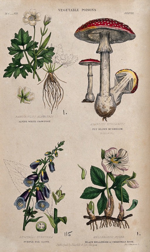 Four poisonous plants: crowfoot (Ranunculus alpestris), fly agaric fungus (Amanita muscaria), foxglove (Digitalis purpurea) and hellebore (Helleborus niger). Coloured reproduction of a wood engraving by J. Johnstone.