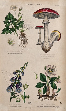 Four poisonous plants: crowfoot (Ranunculus alpestris), fly agaric fungus (Amanita muscaria), foxglove (Digitalis purpurea) and hellebore (Helleborus niger) Coloured engraving by J. Johnstone.