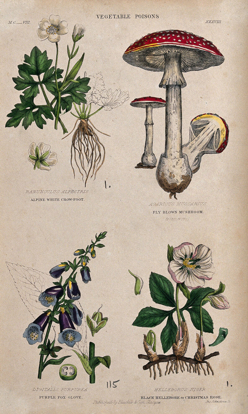 Four poisonous plants: crowfoot (Ranunculus alpestris), fly agaric fungus (Amanita muscaria), foxglove (Digitalis purpurea) and hellebore (Helleborus niger) Coloured engraving by J. Johnstone., [1855], by John Johnstone