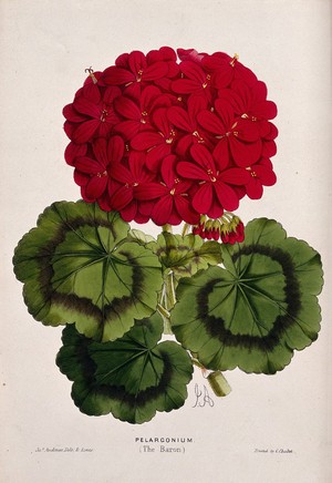 view A flowering pelargonium plant (Pelargonium T̀he Baron'). Coloured zincograph by J. Andrews.