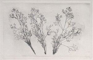 view Three grass flower-heads. Intaglio nature print, 19th century.