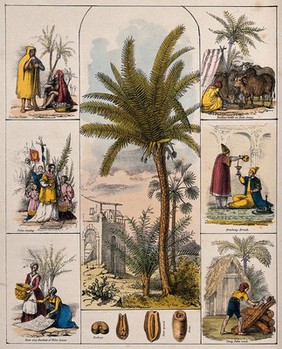 A date palm tree (Phoenix dactylifera) and segments of the fruit bordered by six scenes illustrating its use by man. Coloured lithograph, c. 1840.