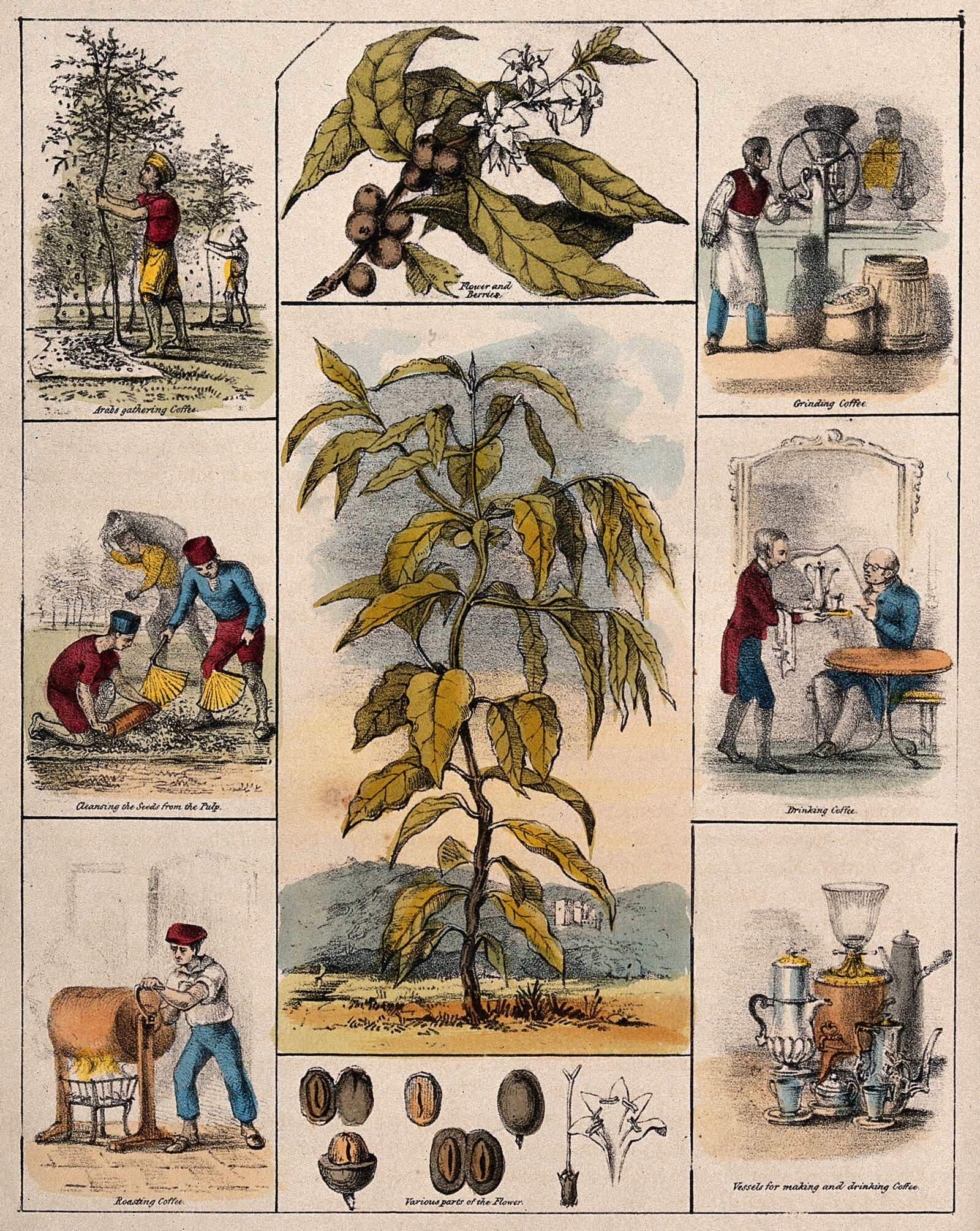 Litografia colorida à mão com um alto arbusto de café no centro, um ramo com flores brancas e frutos escuros acima dele e detalhes de sementes e flores abaixo, cercado por seis pequenas cenas de homens colhendo, limpando, torrando e moendo café, de um homem sendo servido de café a uma mesa e de um conjunto de bules.