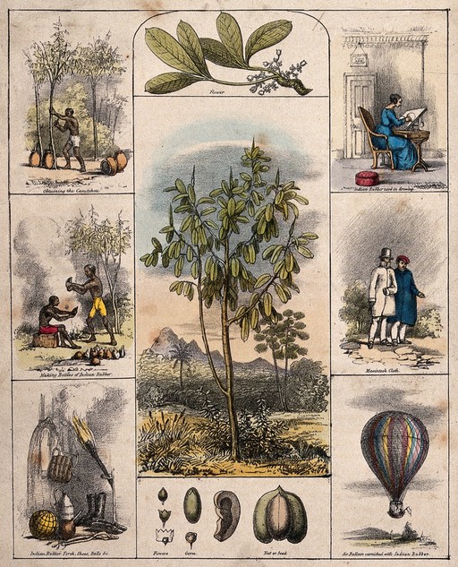 An Indian rubber plant (Ficus elastica), its flower and fruit segments bordered by six scenes illustrating its use by man. Coloured lithograph, c. 1840.