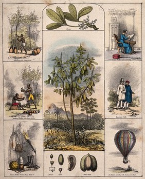 A Brazilian rubber tree (Hevea Brasiliensis), its flower and fruit segments bordered by six scenes illustrating its use by man. Coloured lithograph, c. 1840.