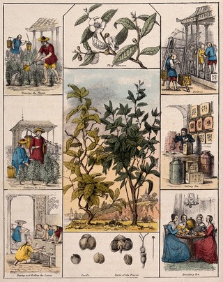 A tea plant (Camellia sinensis), its flowers and seeds, bordered by six scenes illustrating its use by man. Coloured lithograph, c. 1840.