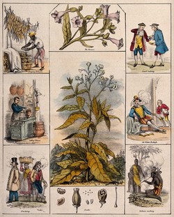 tobacco as a medicine A medical history of smoking, from cure to killer tobacco as a medicine A medical history of smoking, from cure to killer