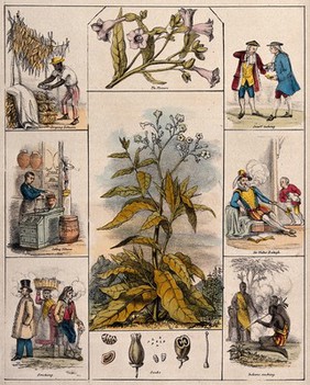 A tobacco plant (Nicotiana tabacum), its flowers and seeds, bordered by six scenes illustrating its use by man. Coloured lithograph, c. 1840.