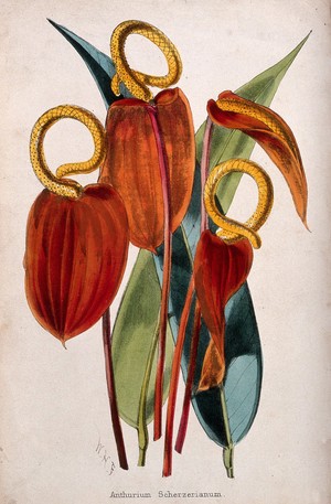 view Flamingo flowers (Anthurium scherzerianum): flowers and leaves. Coloured lithograph, c. 1862, after W. Fitch.