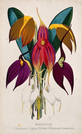 Five tropical orchids, all varieties of the genus Masdevallia: flowers and leaves. Coloured lithograph, c. 1873, after W. Fitch.