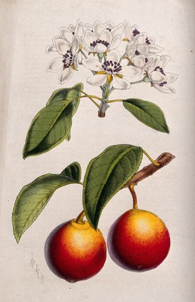 A pear plant (Pyrus communis): flowering and fruiting stems. Coloured zincograph by C. Chabot, c. 1876, after W. Fitch.