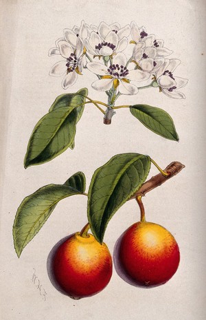 view A pear plant (Pyrus communis): flowering and fruiting stems. Coloured zincograph by C. Chabot, c. 1876, after W. Fitch.