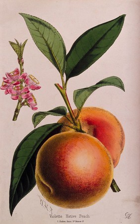 A peach plant (Prunus persica): flowering and fruiting stems. Coloured zincograph by C. Chabot, c. 1876, after W. Fitch.