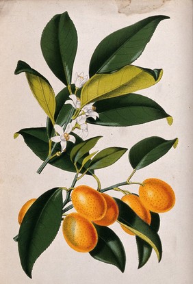 A lemon plant (Citrus japonica): flowering and fruiting stems. Coloured zincograph, c. 1876, after W. Fitch.