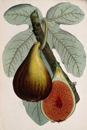 view A fig plant (Ficus carica): fruiting stem and halved fruit. Coloured zincograph by J. Macfarlane, c. 1872, after himself.