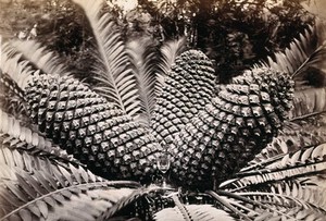 view A cycad plant (Zamia species) with three large fruit. Photograph.