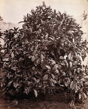 view A fruiting coffee tree (Coffea arabica) Photograph.