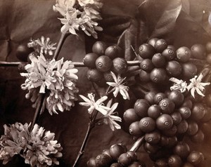 view The blossom and fruit of a coffee tree (Coffea arabica) Photograph.