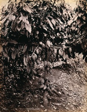 view A fruiting cacao tree (Theobroma cacao) Photograph.