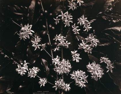 The blossom and fruit of a coffee tree (Coffea arabica) Photograph.