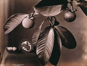 view A mangosteen plant (Garcinia mangostana): fruiting branch and halved fruit. Photograph.