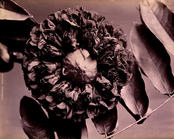 A tropical plant (Brownea grandiceps) with large flower. Photograph.