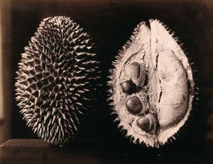 view A durian (Durio zibethinus): an entire and sectioned fruit. Photograph.