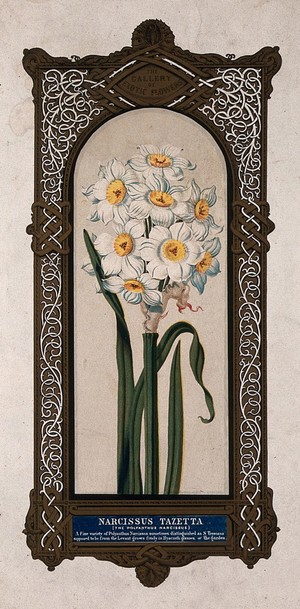 view A flowering daffodil (Narcissus tazetta) with large, ornate border. Chromolithograph by O. Jones, 1845.