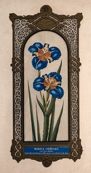 A flowering blue iris (Marica cærulea) with large, ornate border. Chromolithograph by O. Jones, 1845.