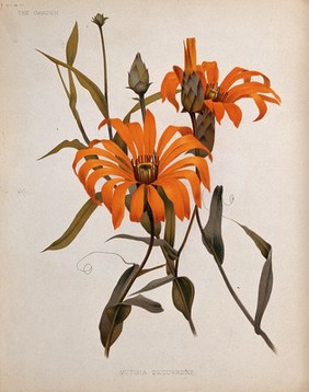 A plant (Mutisia decurrens): flowering stems. Chromolithograph, c. 1882, after H. Moon.