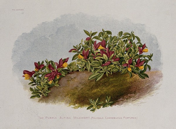 A flowering alpine milkwort (Polygala chamaebuxus var. grandiflora). Chromolithograph, c. 1878, after H. Moon.