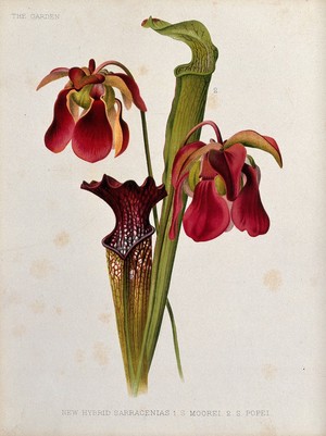 view Two types of pitcher plants (Sarracenia species): flowers and leaves. Chromolithograph, c. 1886, after H. Moon.